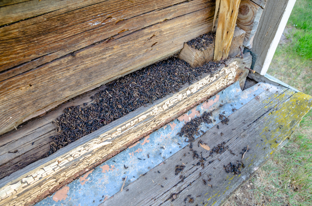 Bat Guano on an Old Building’s Wooden Structure