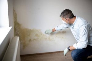 Professional removing mold