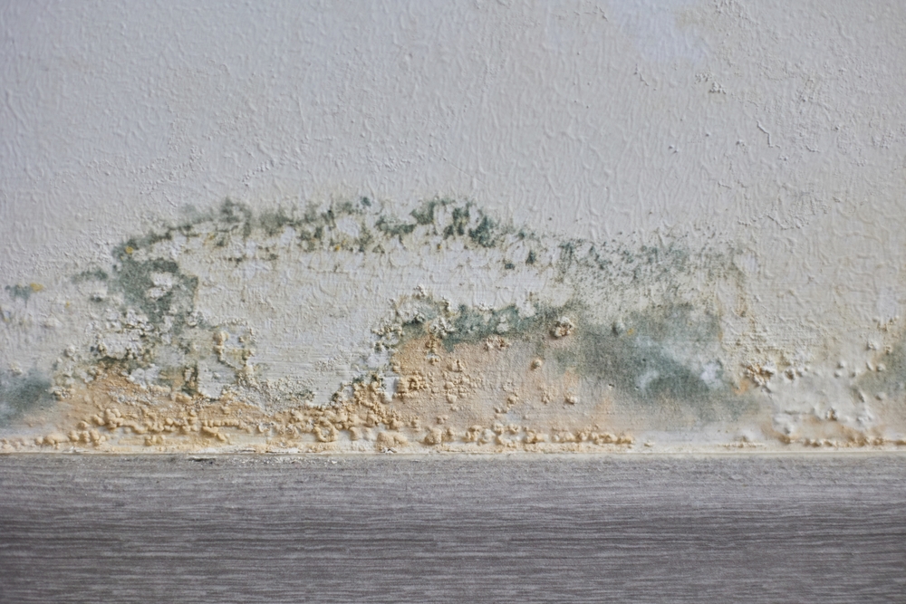 Mold growth on the walls inside a building